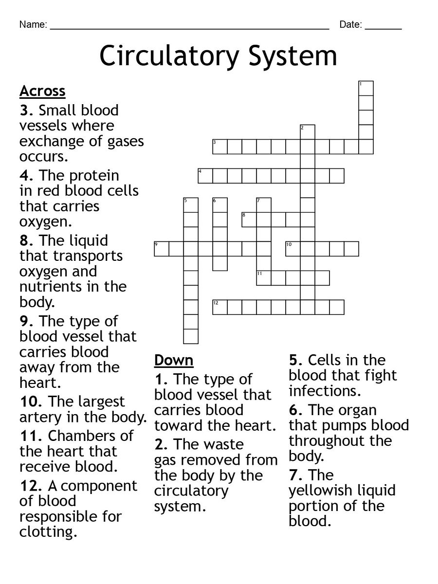 Printable Circulatory System Crossword Puzzle – 12 Key Terms! product image (1)