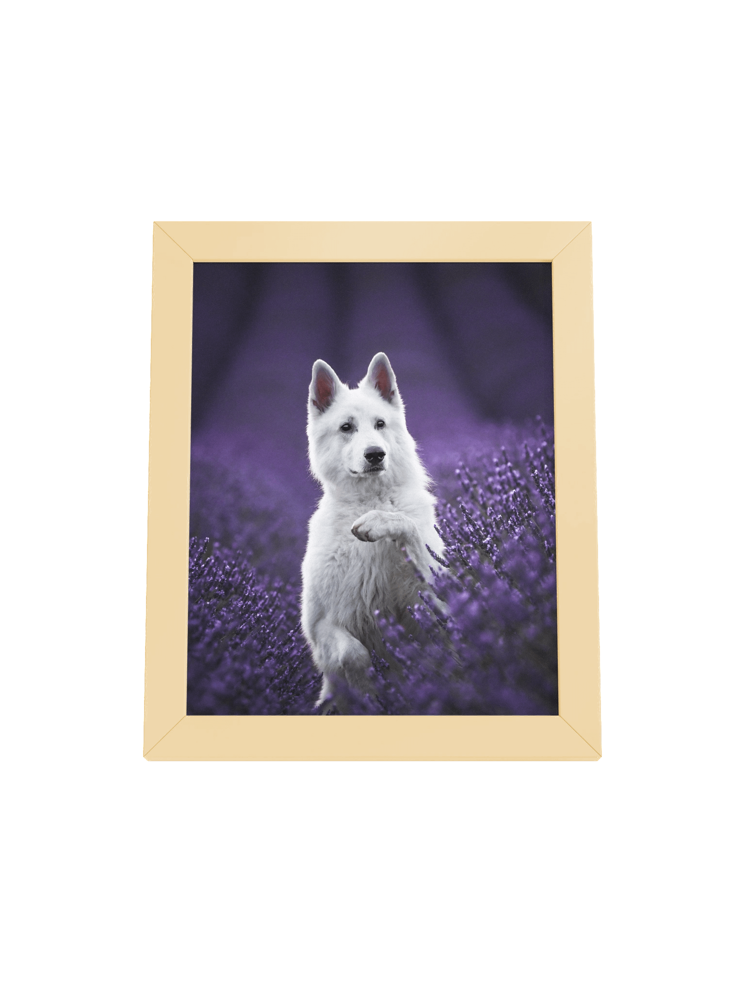 Rasta in the lavender fields product image (3)