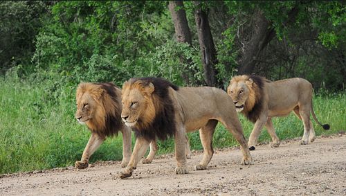 Witness the raw power and majestic beauty of Kruger's legendary male lions on our exclusive multi-day private safari! 🦁👑 Imag...