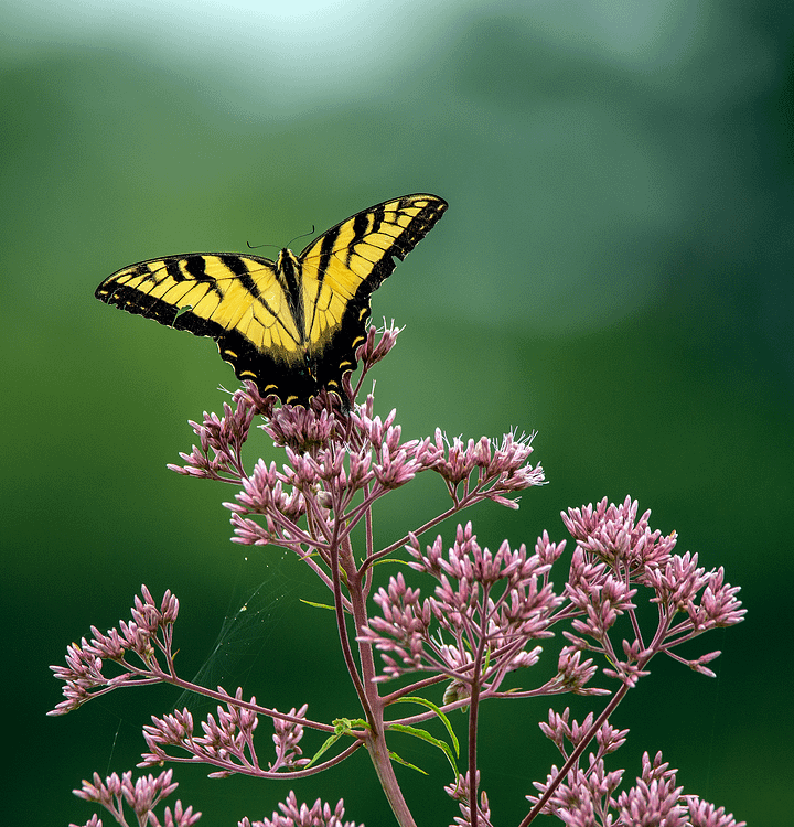 Spread Your Wings product image (2)