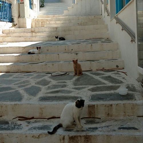 What more could you ask for? 🐈🐾🌅🌊

#milanovaofficial #greece #cats #summerday #catworld