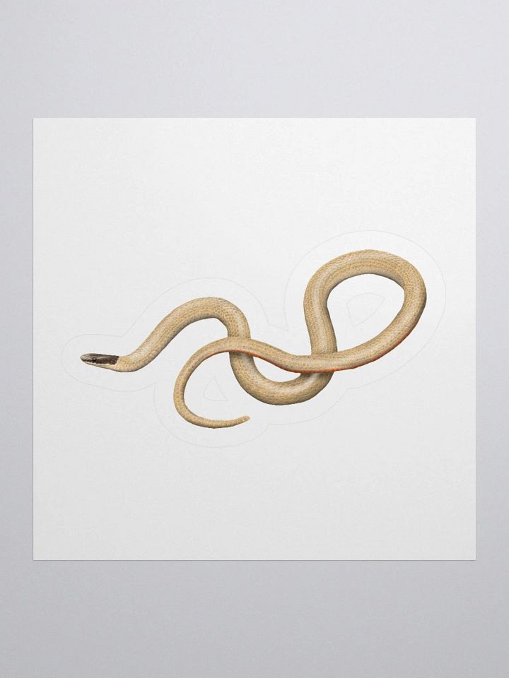 Die-Cut Sticker – Smith's Blackheaded Snake product image (2)