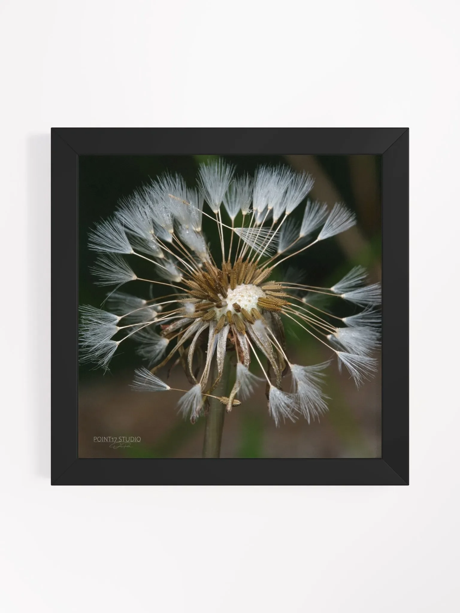 Dandelion #7 - Framed Print product image (25)