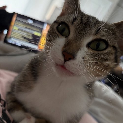 The best Saturdays, cat in lap with ESO on the PlayStation Portal