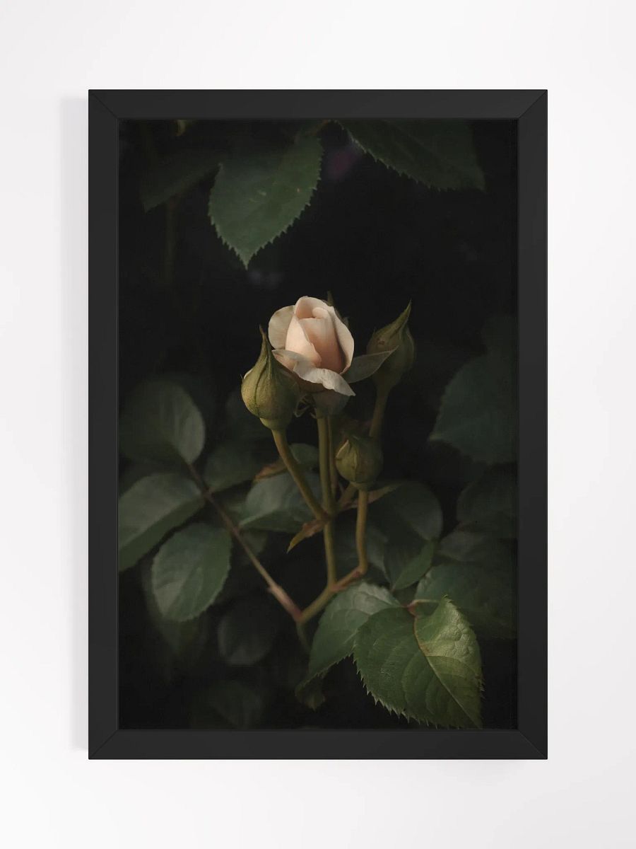 Shrouded Rose product image (2)
