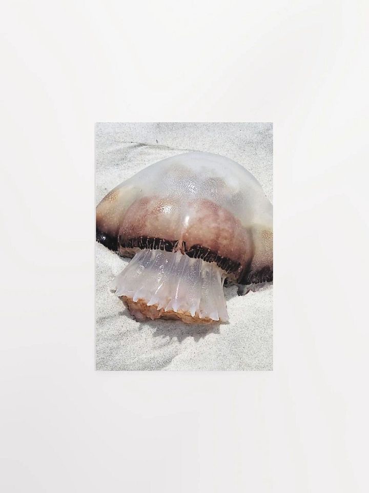 Jellyfish product image (2)