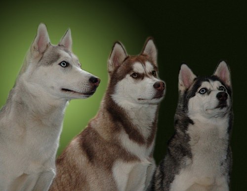 Three Amigos #husky #huskypuppy #huskylove Photo by Shadowlight Imaging Studios