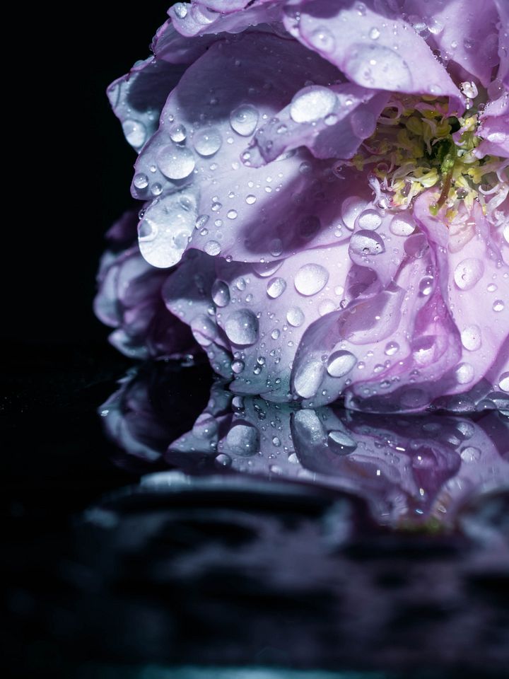 Flooded Flower product image (1)
