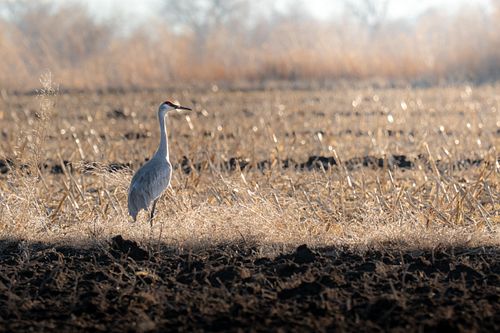 Sandhill Crane
*
*
This bird has one of the most amazing calls in nature, a low chattering sound. Have you heard the Sandhill...