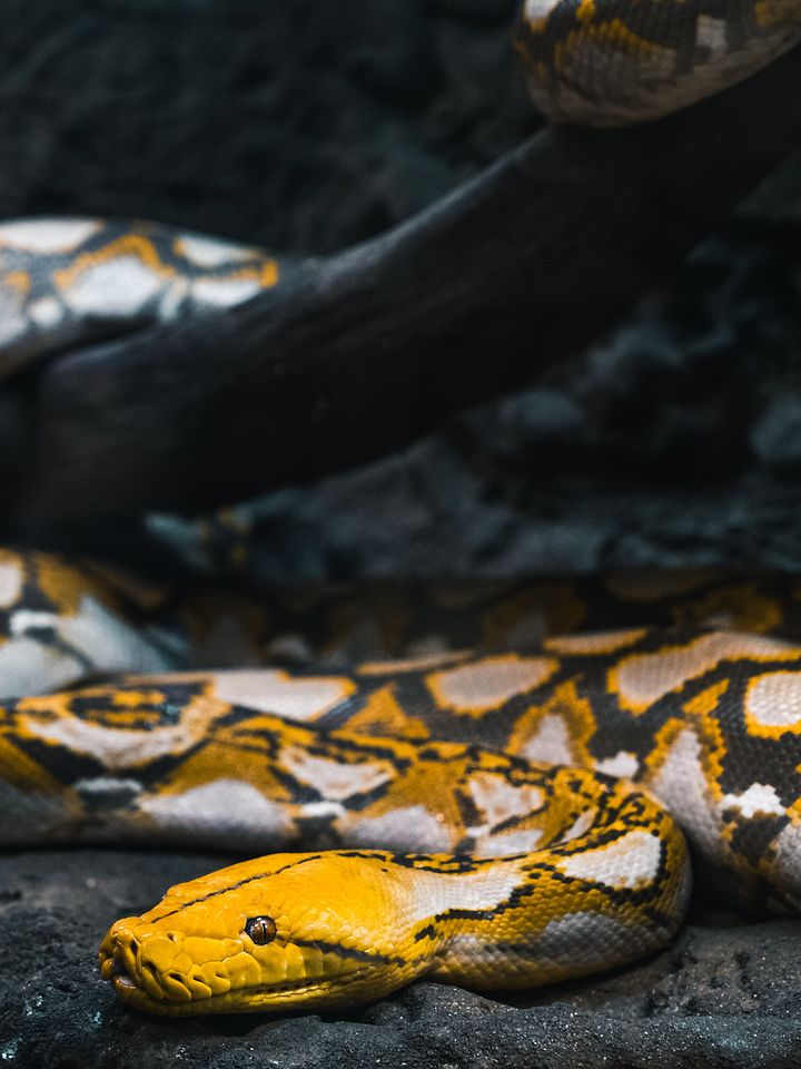 Mochino Reticulated Python #2 product image (1)
