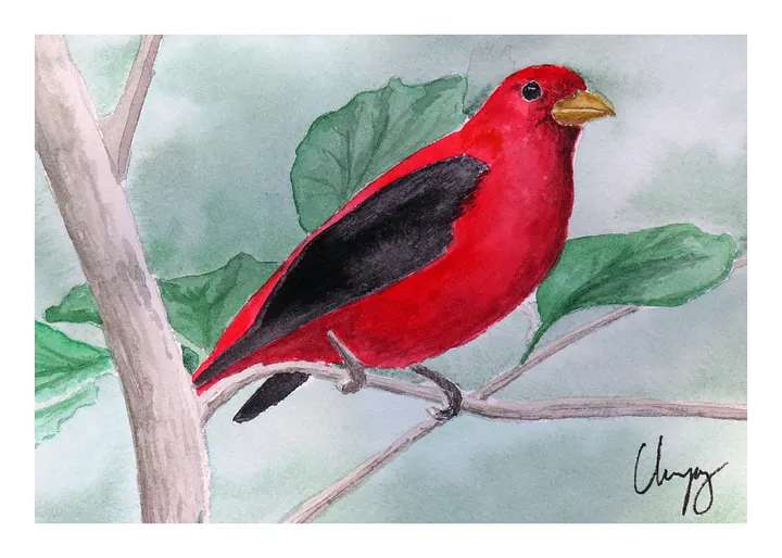 Scarlet Tanager print product image (1)