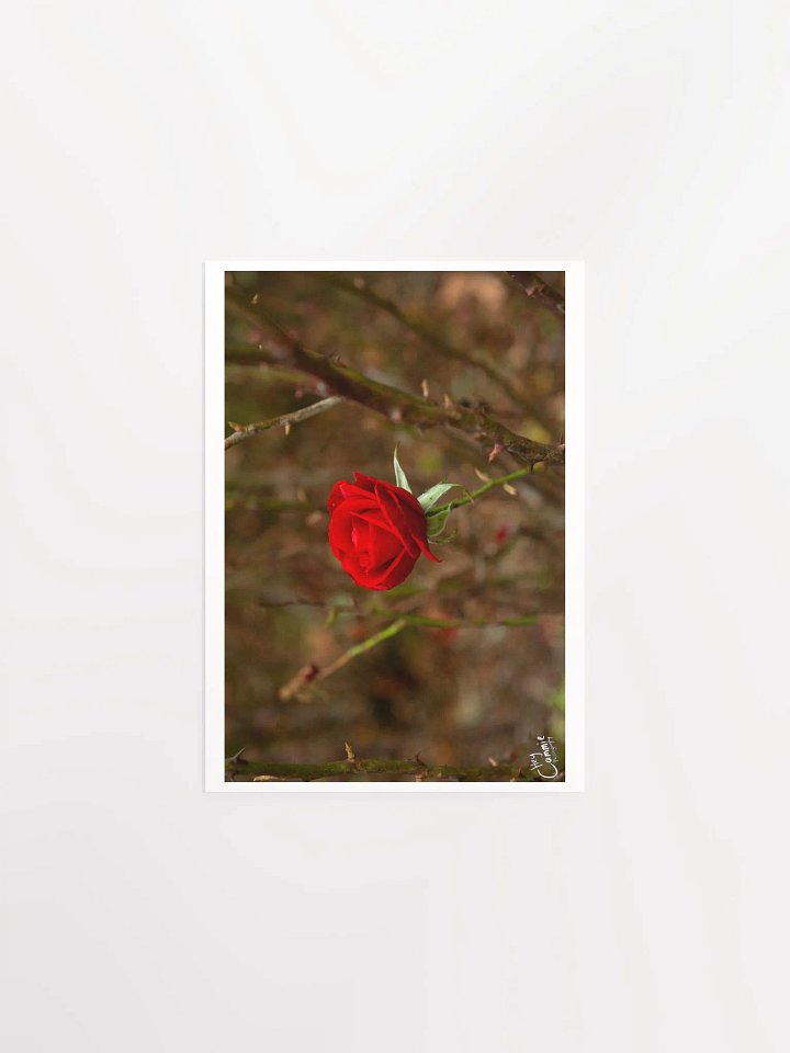 Roses Thorns - Print product image (1)