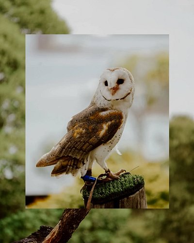 Sneaky trip to Sydney, of course I'm going to go see the animals 🫶✨🦉

#photographylovers #brisbanephotography #ᴘᴏʀᴛʀᴀɪᴛᴘʜᴏᴛᴏɢ...