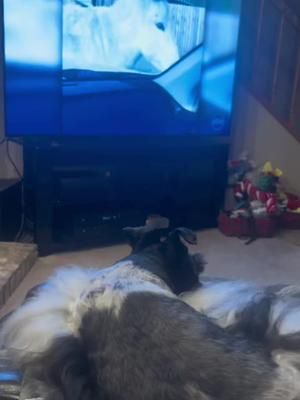 Loki reacting to a donkey on tv.  #afv #schnauzermini #funnydogvideos 