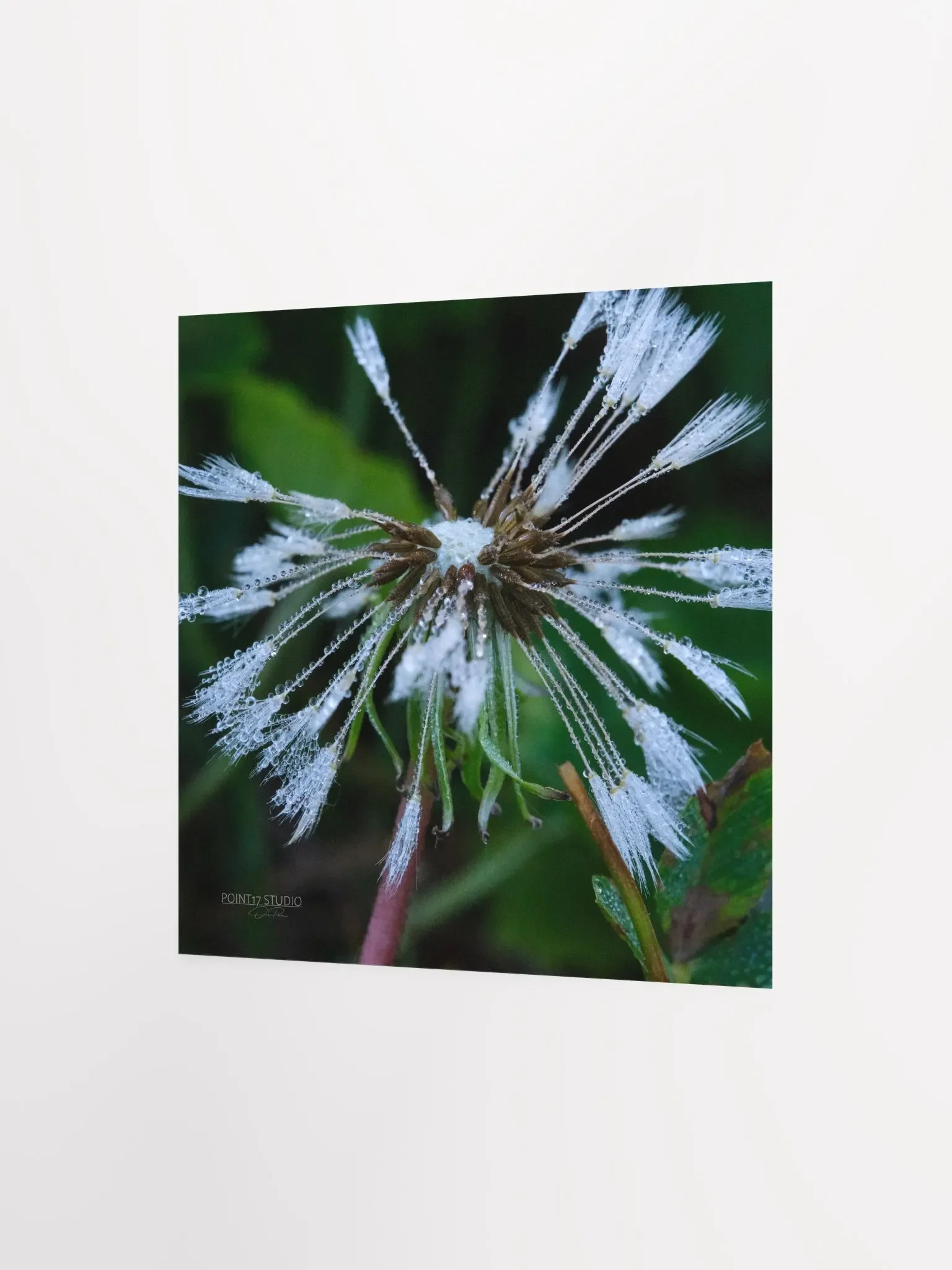 Dandelion #2 - Print product image (5)