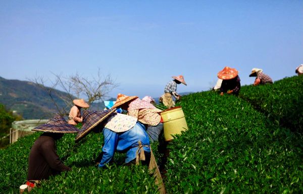 台灣阿里山高山烏龍茶（150克*3袋）送玉山烏龍茶150克*1袋 product image (7)