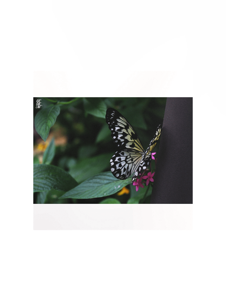 A Yellow Butterfly on Pink Flowers product image (1)