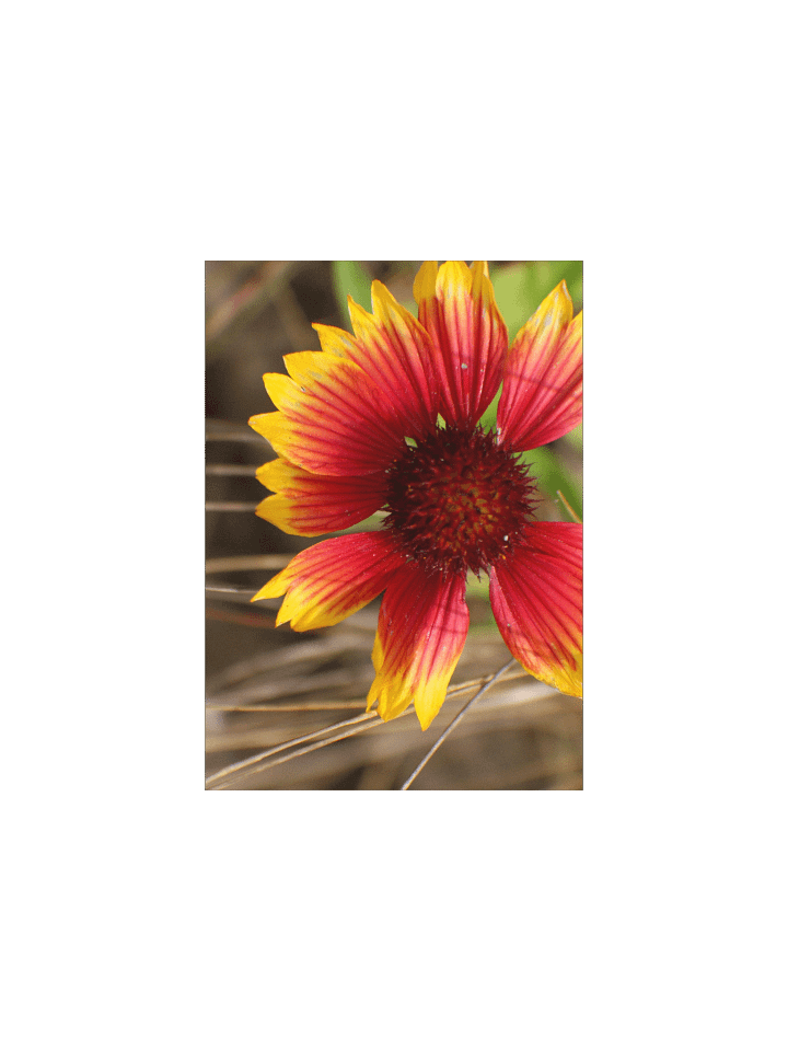 Flower in the Wind product image (6)