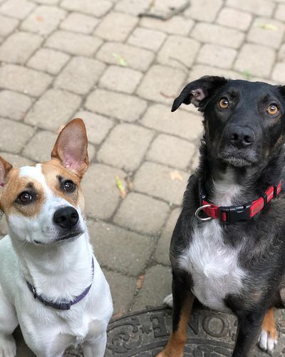 As much as I enjoyed Colorado it feels fucking awesome to be home with these babies.  I think they miss their Auntie @brittyo...