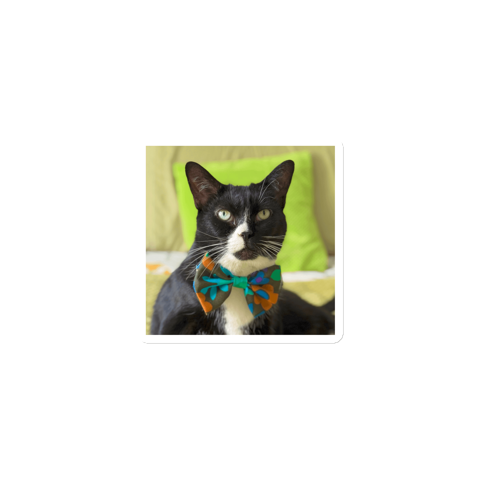 Tuxedo Dream Magnet product image (1)