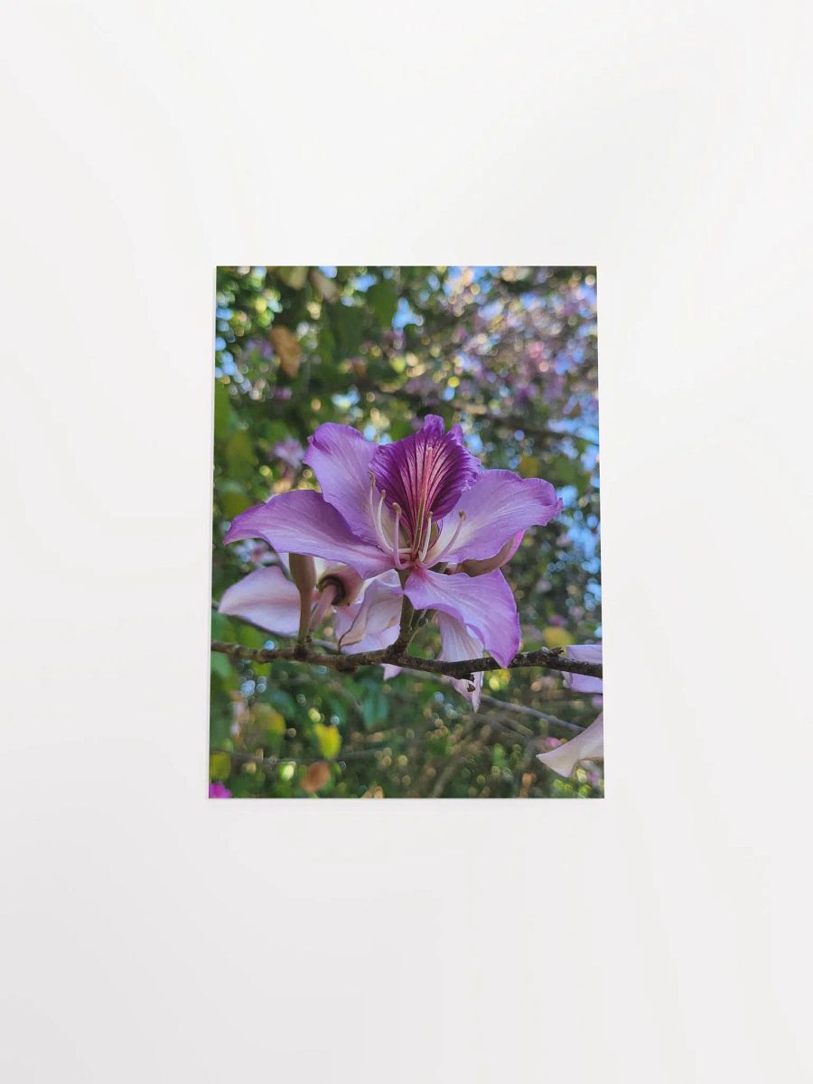 Orchid Tree product image (51)