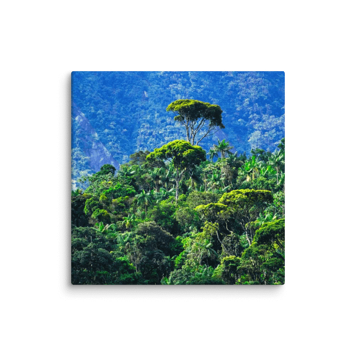 Mata Atlântica - blue hour product image (1)