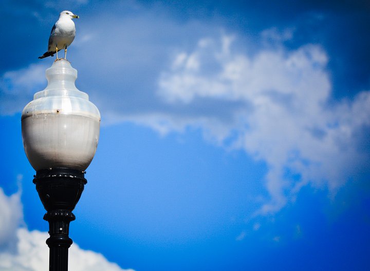Mr. Shmee’s Bird named Boss product image (2)