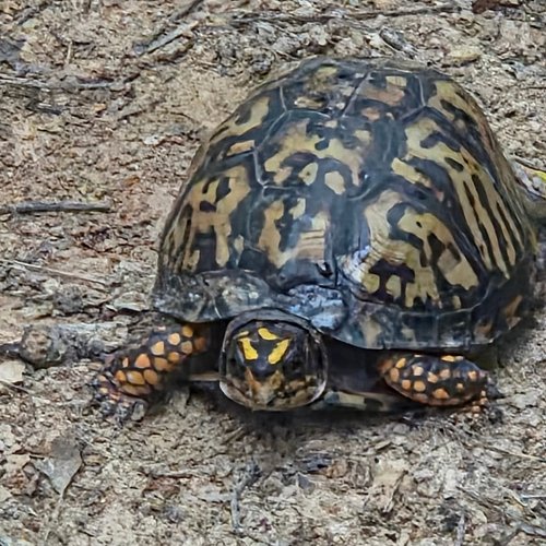 Since when do turtles live in the forest 🤔 I think God is tryin to tell me to be patient cause slow and steady wins the race ...