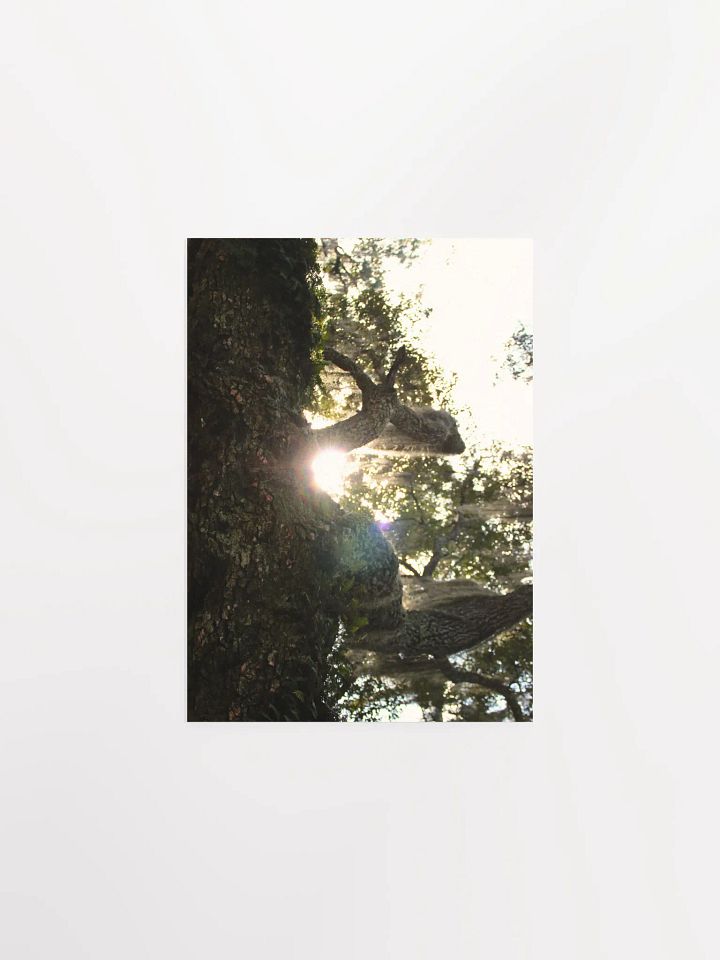 Wood, Morning product image (3)