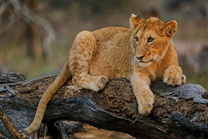 Lion product image (1)