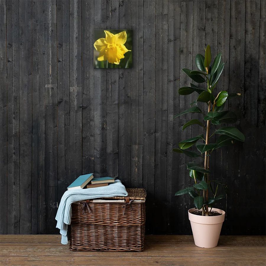 Daffodil product image (3)