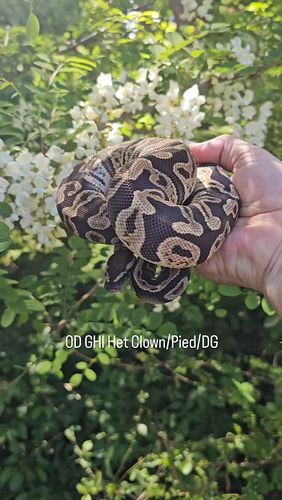 #ballpython #ballpythons #ballpythonbreeder #ballpythonsofinstagram #reptiles #nwballpythons #emeraldcityreptiles #ballpython...