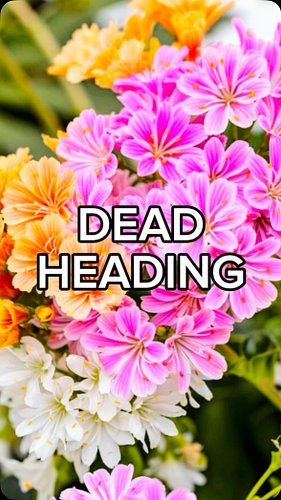 ❌ DEADHEADING
•
🧟‍♂️ Non è il titolo di una nuova serie sugli zombie
•
🇬🇧 Gli inglesi chiamano così la rimozione dello sfiori...