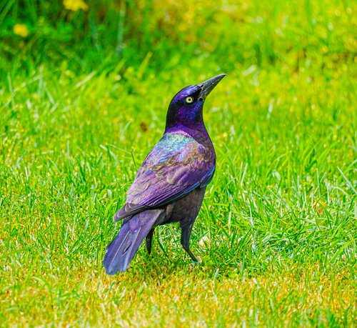 I've always found grackles to be somewhat underrated birds. Many people assume they're just a black bird, but when you see th...