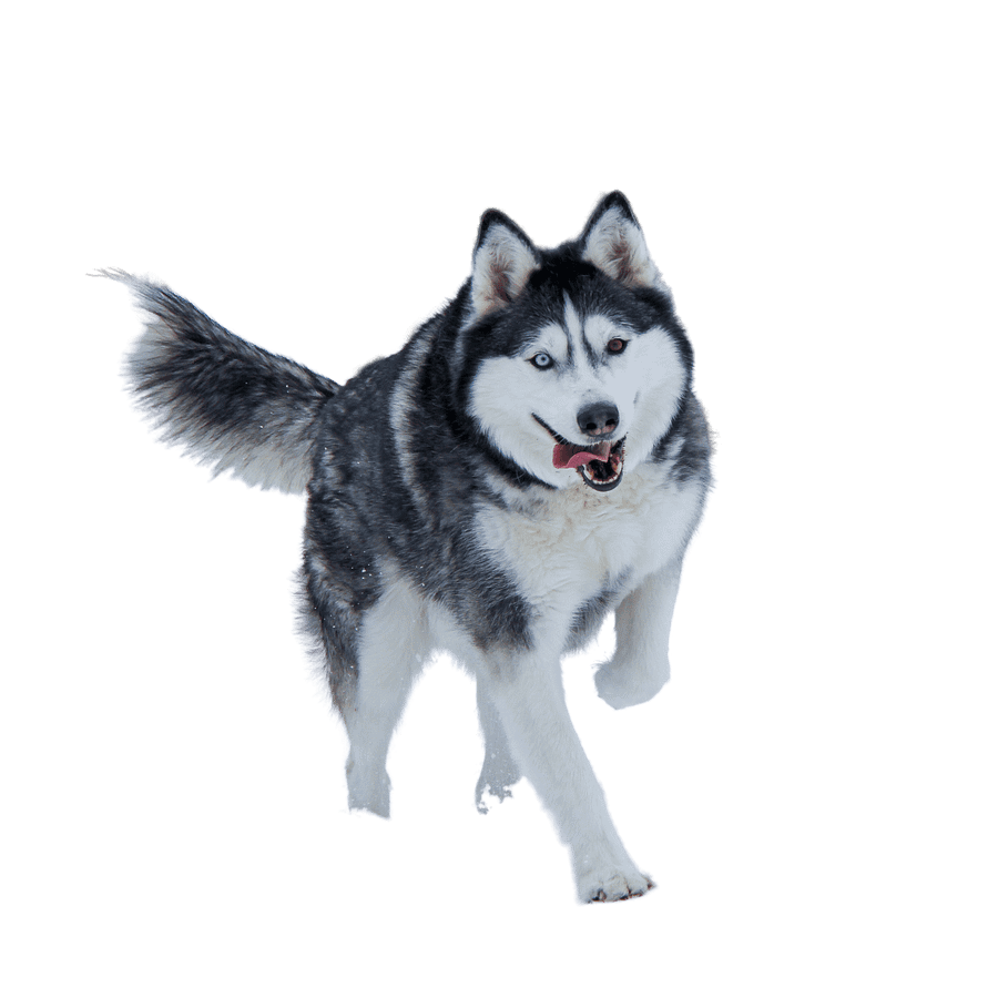 Two different colored eyes Siberian Husky in the Snow product image (85)
