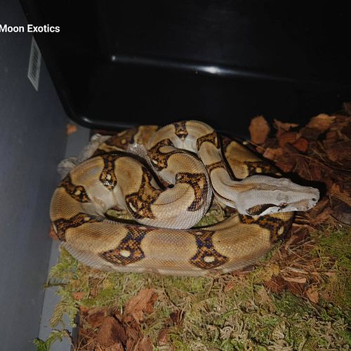Anarchy,  Panamanian boa , just shed

#Panamanianboa #Panamanian #boa #BoaLover #boaconstrictor #boaimperator #localityboa #s...