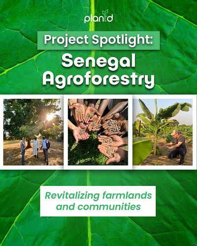 Regenerative agriculture rebuilds soil health, boosts biodiversity, to restore the planet’s ecosystems. 🌱 

Our Senegal Agrof...