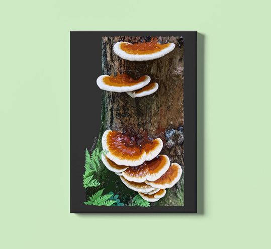 Reishi 24x36 inch Canvas Print product image (1)