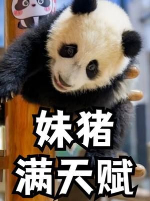 妹猪就是长隆的熊猫间谍，十个月解锁人类幼崽技能