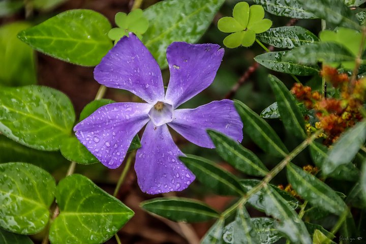 🌸 Fine Art – The Hidden Periwinkle product image (1)