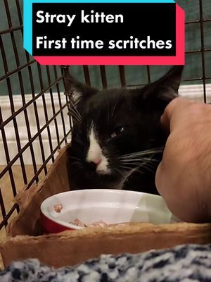 Someone is taking Morphe (Morpheous) home tomorrow! She's a little scared right now but I think she'll love being a spoiled house cat in no time! #camkitties #straykitten #catadoption #foreverhome #fureverhome #kittens #kittensoftiktok #fyp 