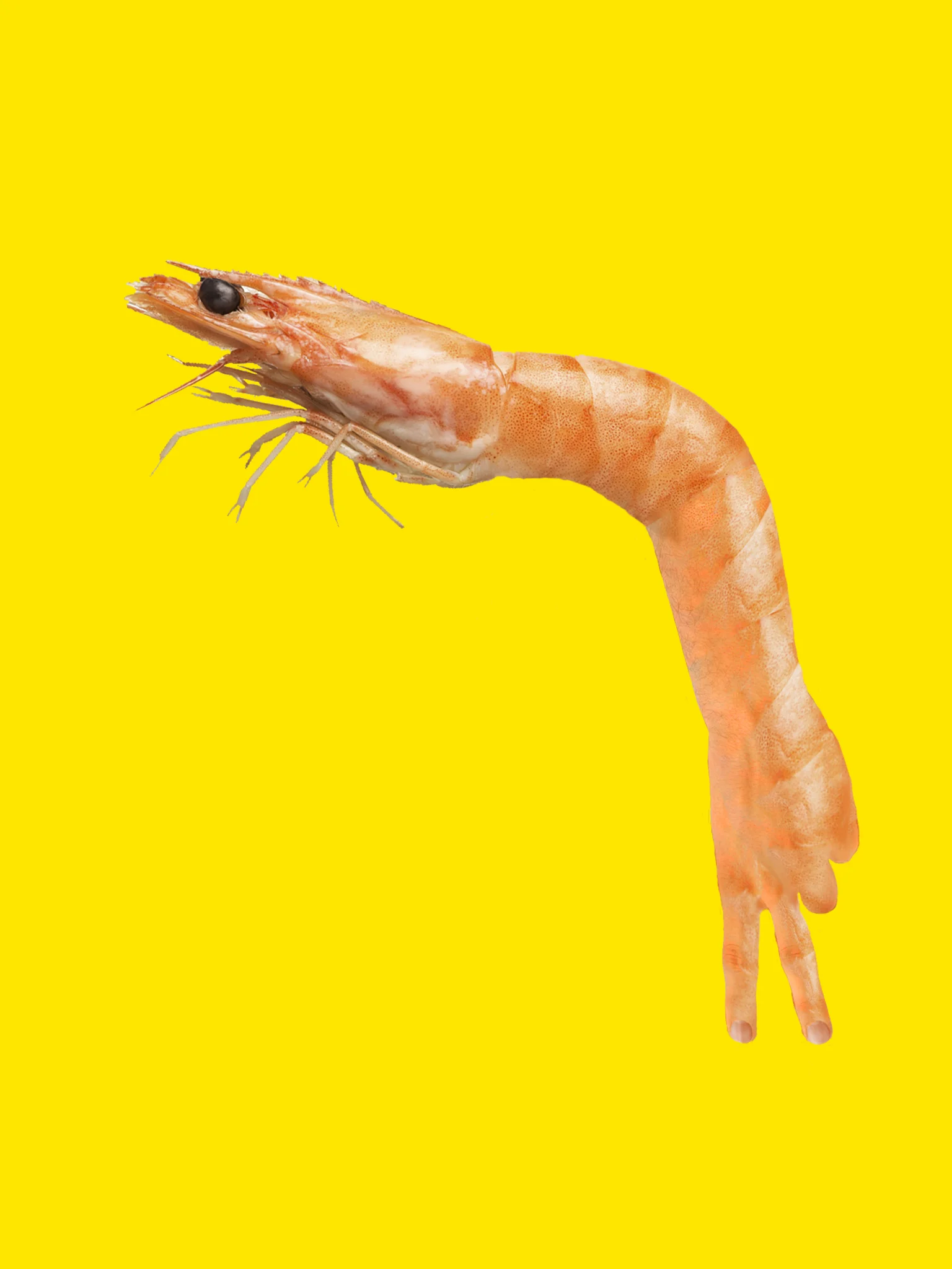 Hand Shrimp Sticker product image (1)