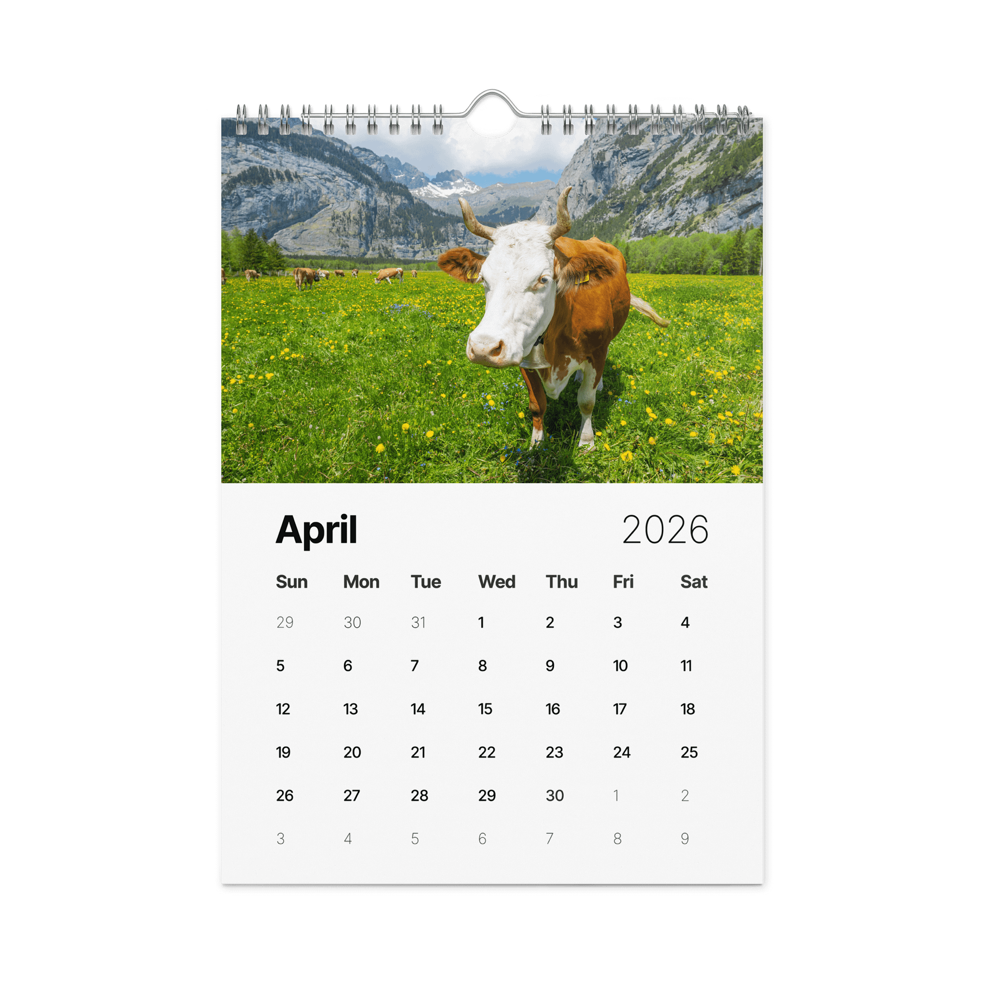 Swiss Cow Calendar 2026 product image (5)