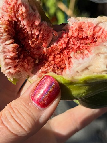 The figs from the tree that popped up in our San Francisco yard didn’t really get the summer weather they needed to fruit pro...