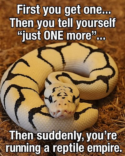 Ball Python addiction be like… 
One turns into two, two turns into ten… next thing you know, you’re filing taxes as a reptile...