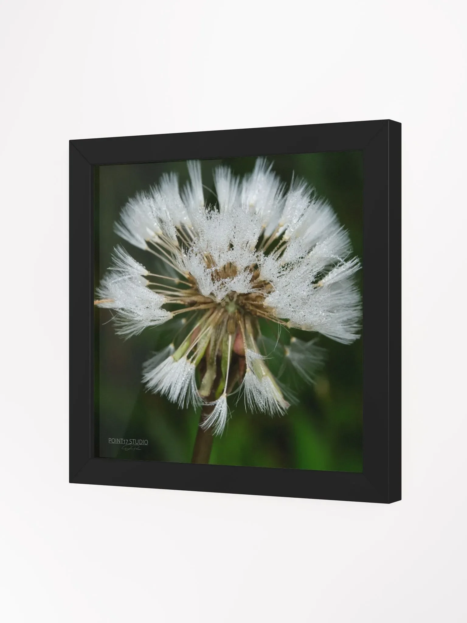 Dandelion #5 - Framed Print product image (2)