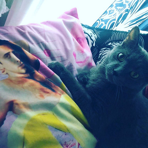 Get yourself a best friend that loves Nicholas Cage just as much as you!😽💕

#nicholascage #cagedbanana #catolascage #catsofin...