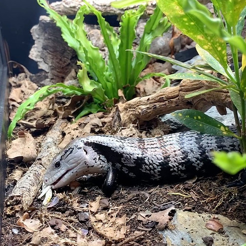 Don’t mess with Bruce 😂 my next video will be Expectations vs Reality of owning an Indonesian Blue Tongue Skink, since I’ve n...