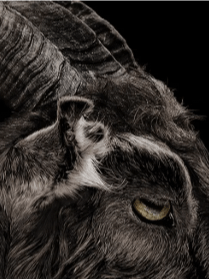 My Father, My Son and The Holy Goat. product image (1)