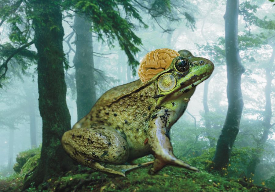 The Sun, The Moon & the Brain Frogs in Between product image (4)